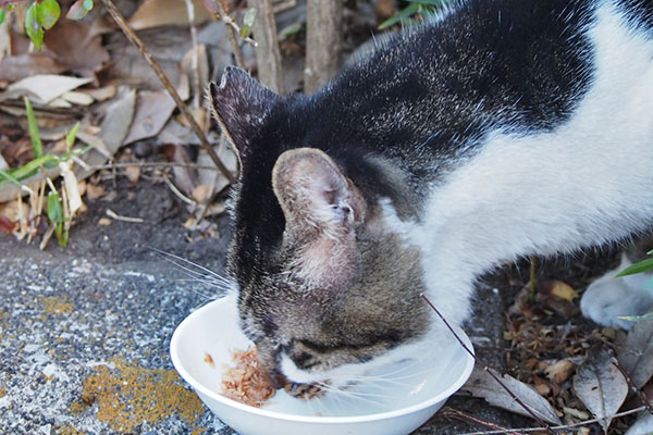 オンブレ　ウェット食べる