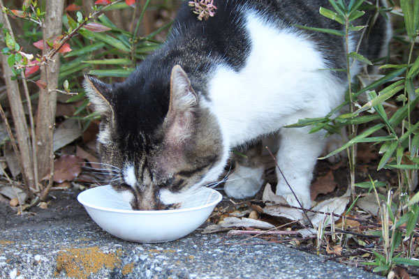 オンブレ　ウェット食べる２