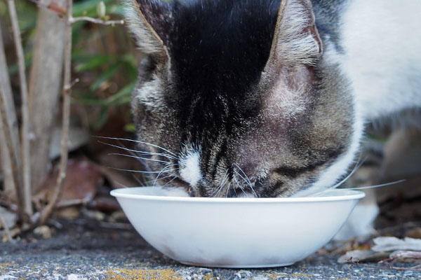 オンブレ　もくもくと食べる