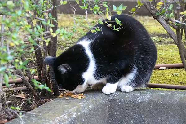 ポチ　取られて少し離れて