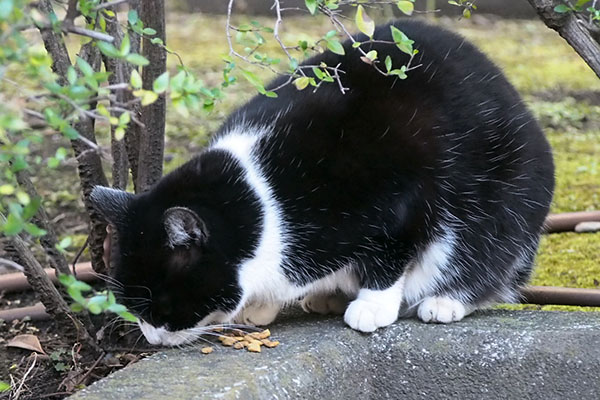 ポチ　急げ