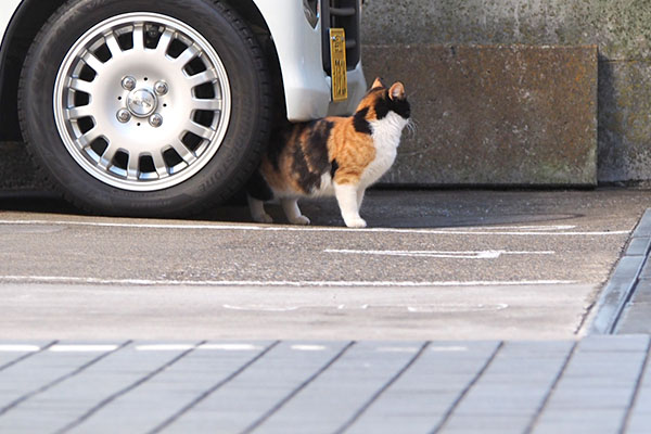 れもん　出て来た