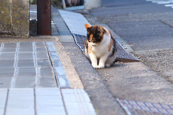 れもん　ちょこんと