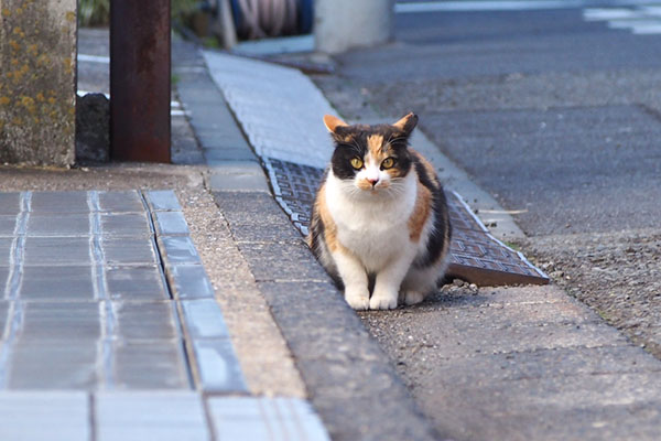 れもん　三つ指ついてイカ耳