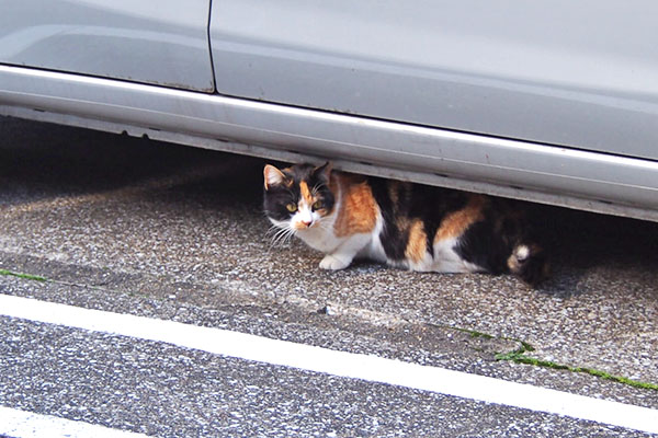 れもん　別の車の下に