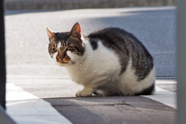 オンブレ　あっちへ行くにゃ