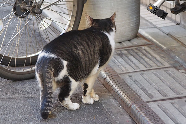 オンブレ　裏に行く様子