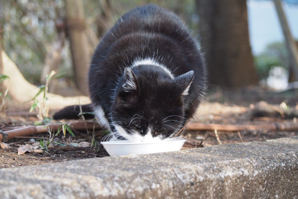 ポチ　食べる