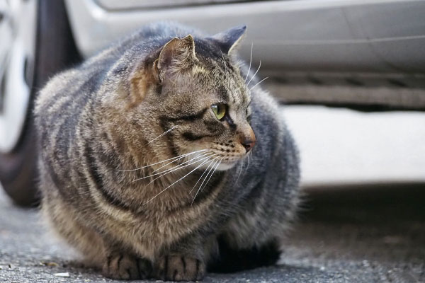 シマヲ　ずっと遠くを見ていた