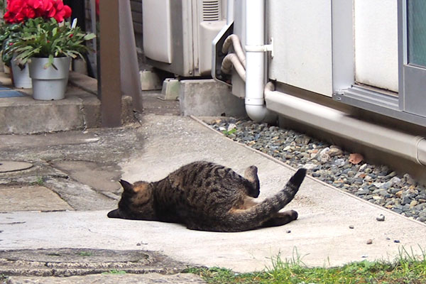 シマヲ　転がる