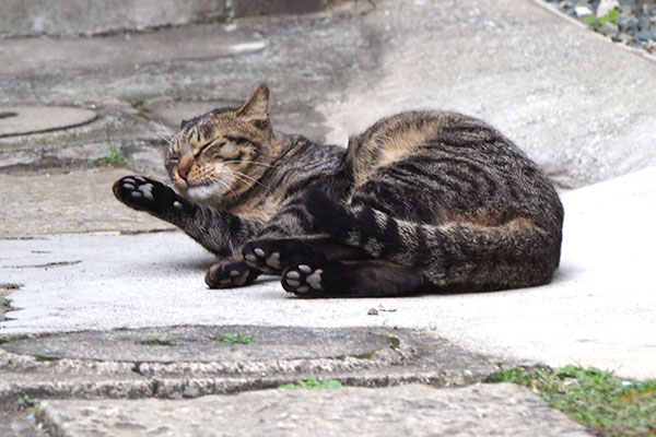 シマヲ　お手てなめなめ