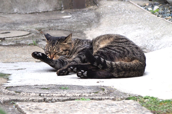 シマヲ　お手てカミカミ