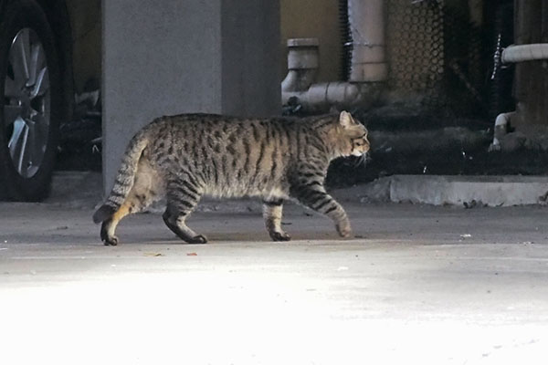 シマヲ　駐車場の奥へ