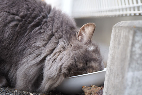 食べる　マフ