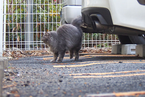 少し離れた　マフ