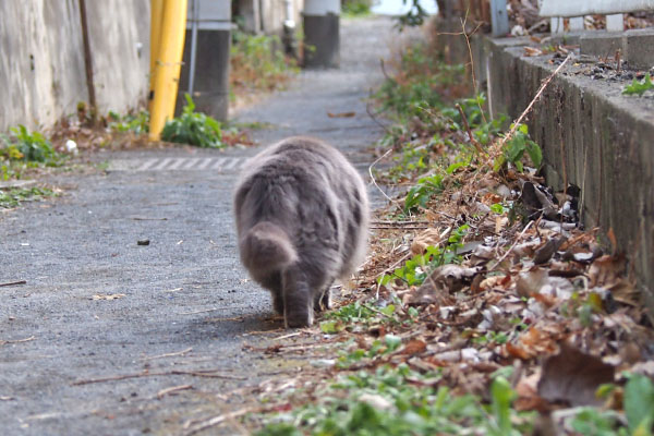 マフ　しゃなり