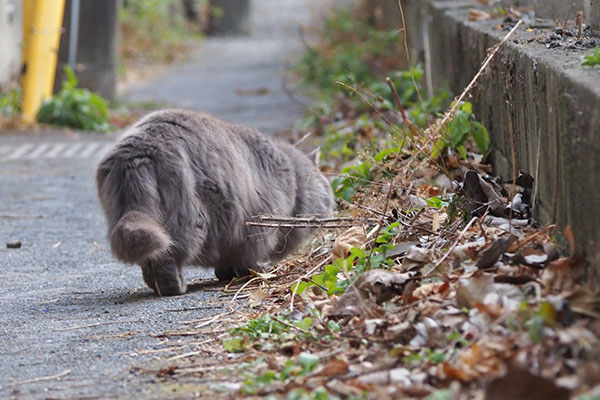 マフ　匂い嗅いでる