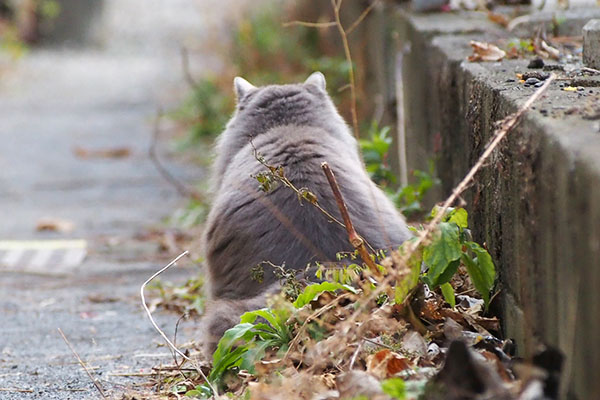 マフ　お座り