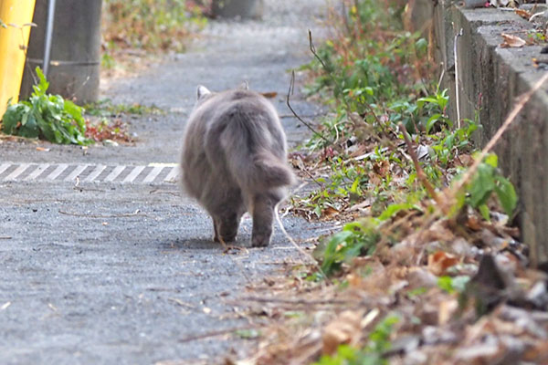 マフ　しれーっと去る