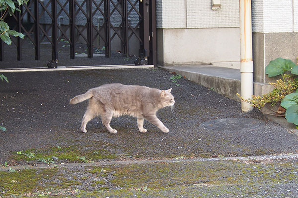 グリ　とてとて