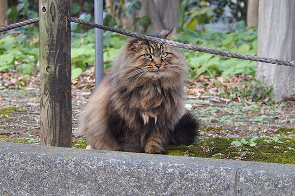 merenge sitting