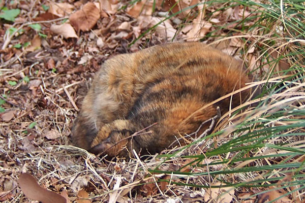 ロミ　確認後に寝た