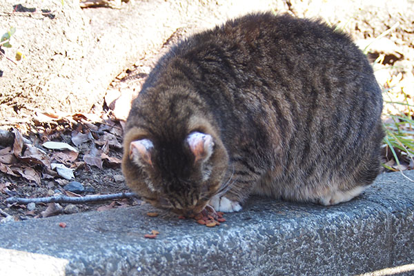 フォックス　食べる