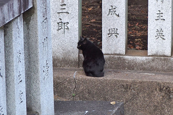 ココ　横向いてる