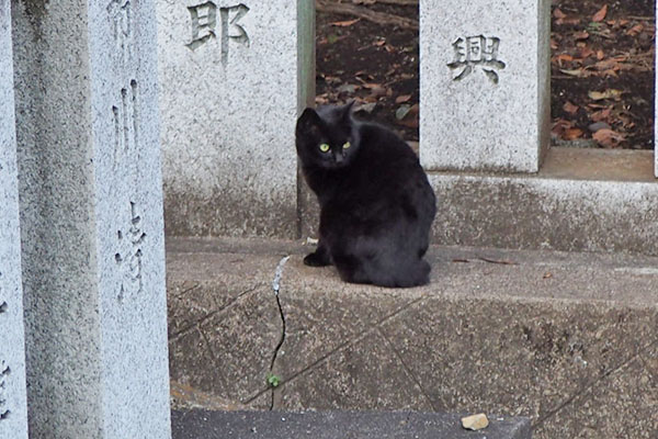 ココ　階段の方見てる