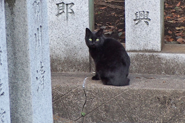 ココ　丸い目でこっち見た