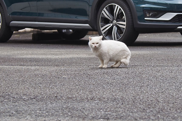 うさぎ　みっけ