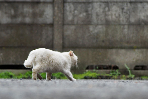 うさぎ　戻ってる