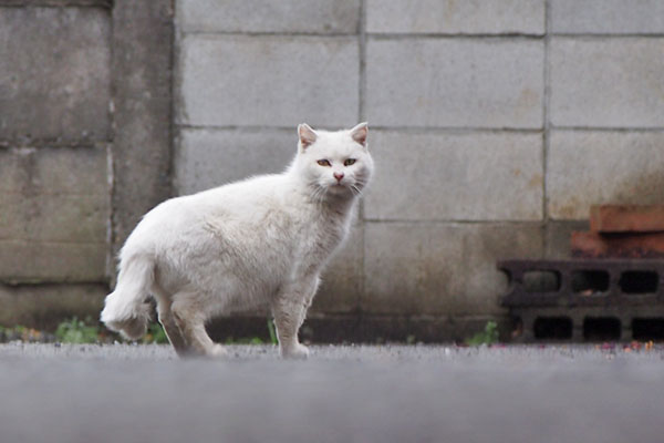 うさぎ　首を伸ばして