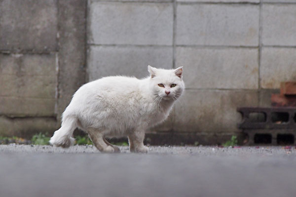 うさぎ　見てます