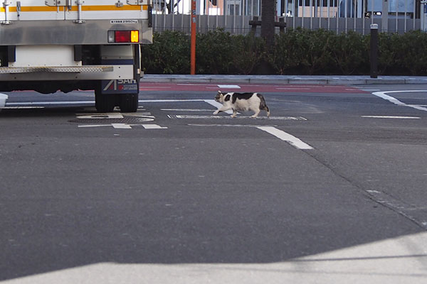 ケイ　道路横断中