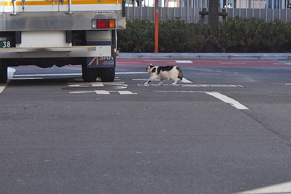 ケイ　道路横断中２