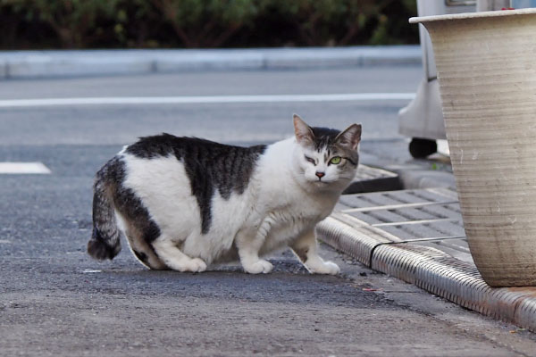 ケイ　キリリと決め顔