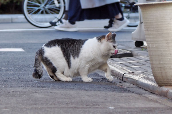 ケイ　ぺろり