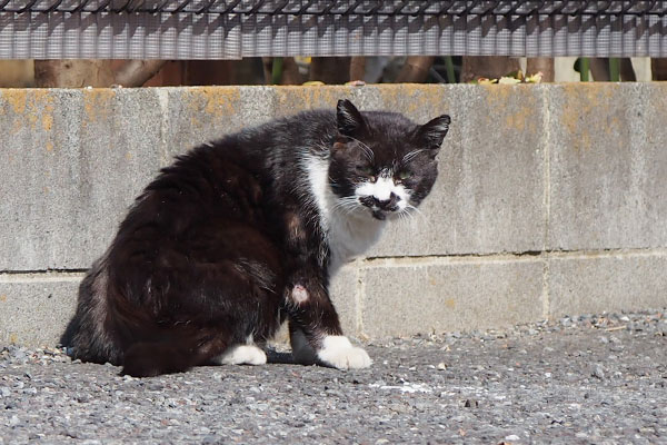 ブッチ　再び見てくる