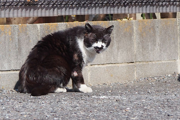 ブッチ　にゃんだあいつ