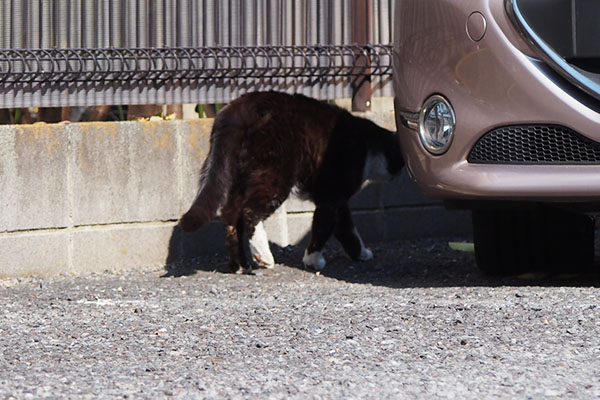 ブッチ　移動しちゃった