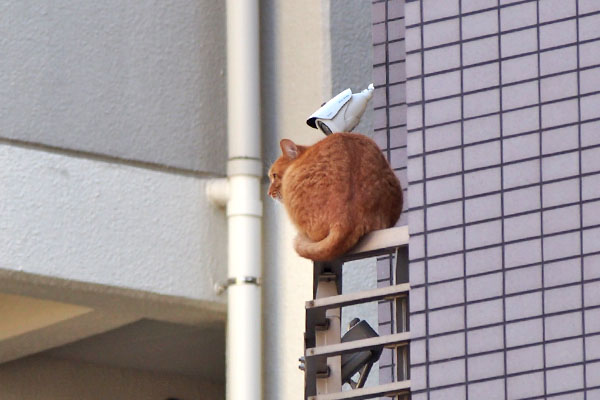 ギザの背中を発見