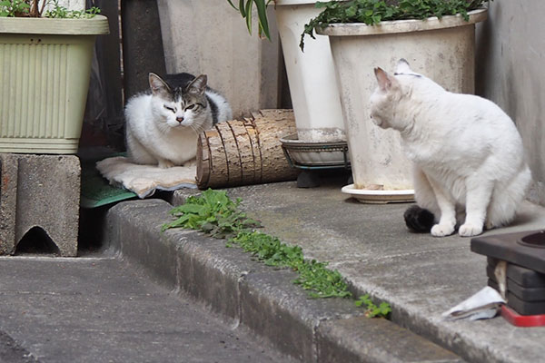 オーロラ　ケイを見る