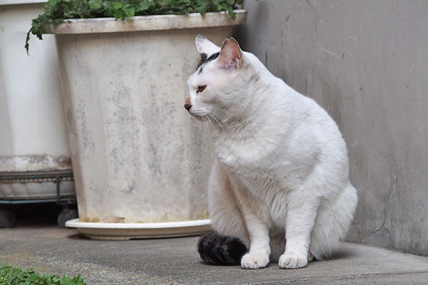 変な恰好の人間にゃ