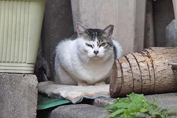 ケイが見てる