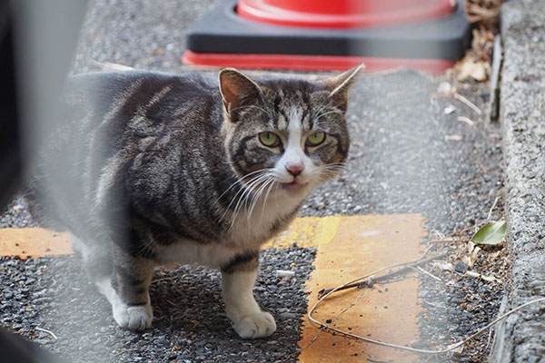 警戒は解かない　まるこ