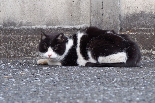 ニコル　発見