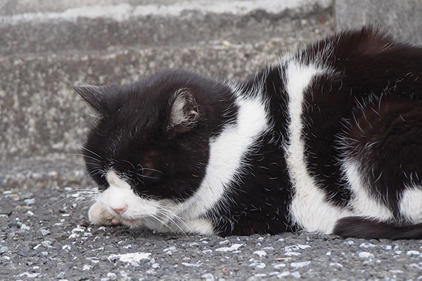 ニコル　寝たいらしい