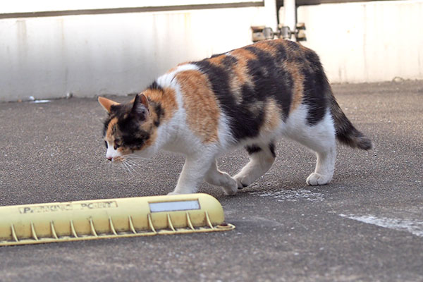 れもん　転がる寸前