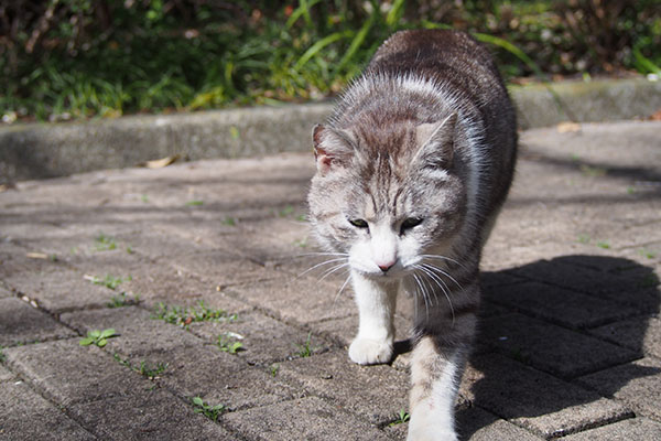 クロム　撫でてにゃ